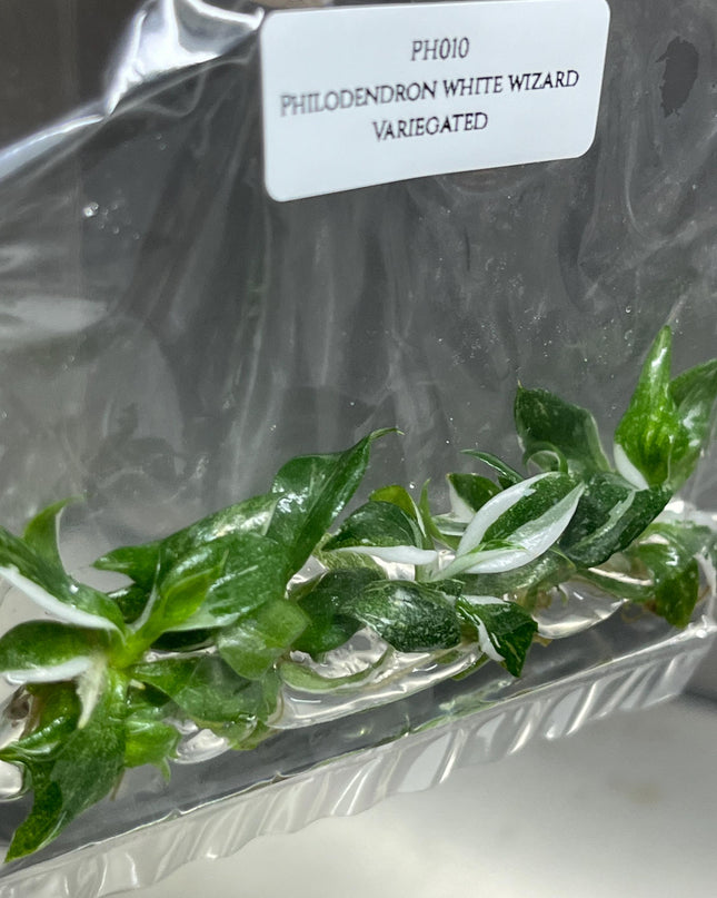 Philodendron White Wizard Variegated Tissue Culture (5 items/bag)