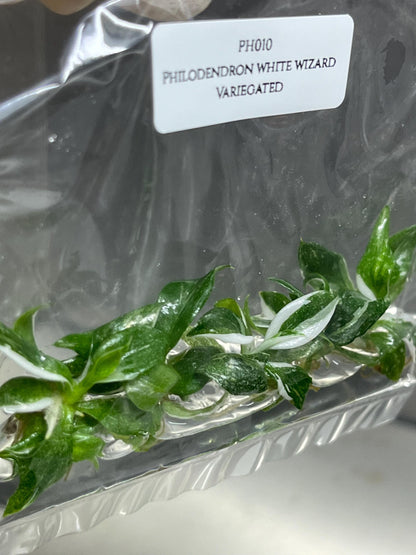 Philodendron White Wizard Variegated Tissue Culture (5 items/bag)