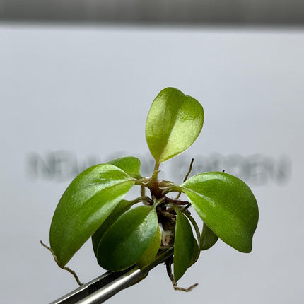 Philodendron Black Cardinal Tissue Culture (5 items/bag)