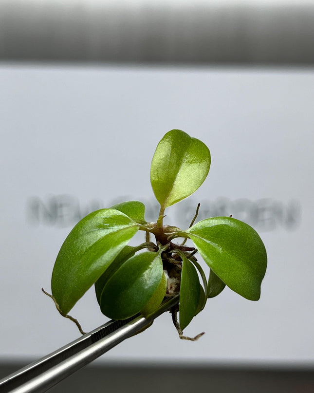 Philodendron Black Cardinal Tissue Culture (5 items/bag)
