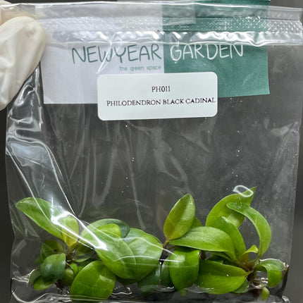 Philodendron Black Cardinal Tissue Culture (5 items/bag)