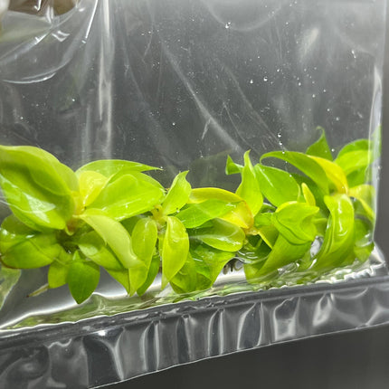 Philodendron Cherry Red Tissue Culture (5 items/bag)