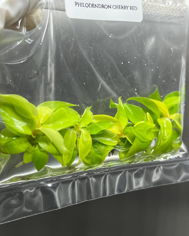 Philodendron Cherry Red Tissue Culture (5 items/bag)