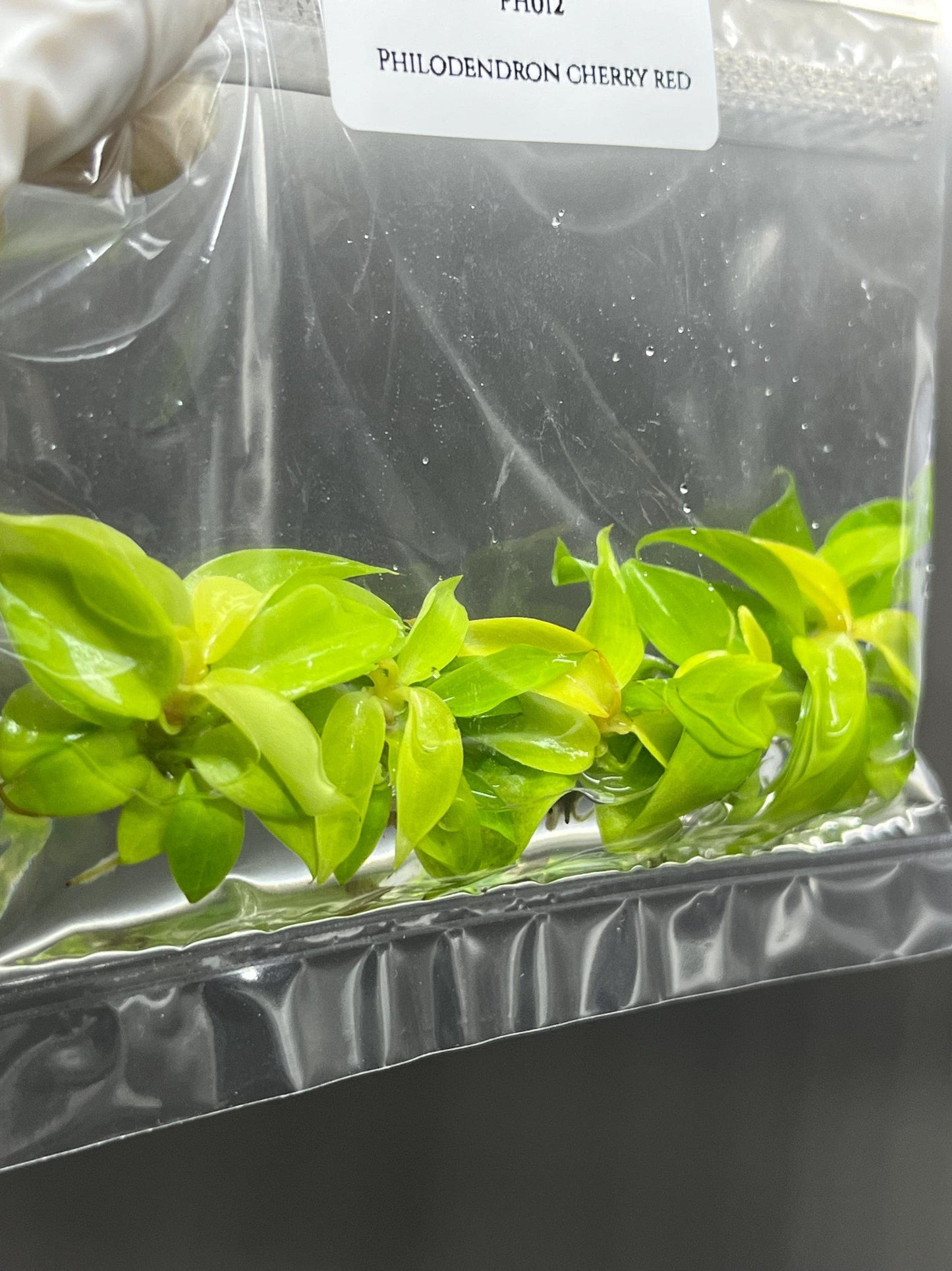 Philodendron Cherry Red Tissue Culture (5 items/bag)
