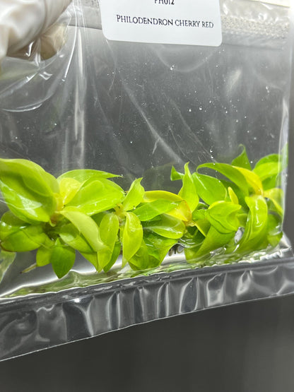 Philodendron Cherry Red Tissue Culture (5 items/bag)