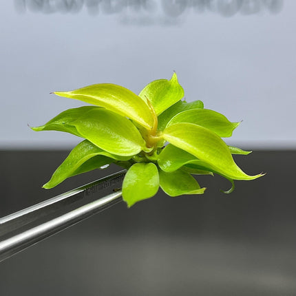 Philodendron Cherry Red Tissue Culture (5 items/bag)