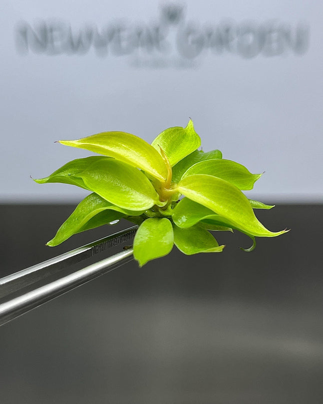 Philodendron Cherry Red Tissue Culture (5 items/bag)
