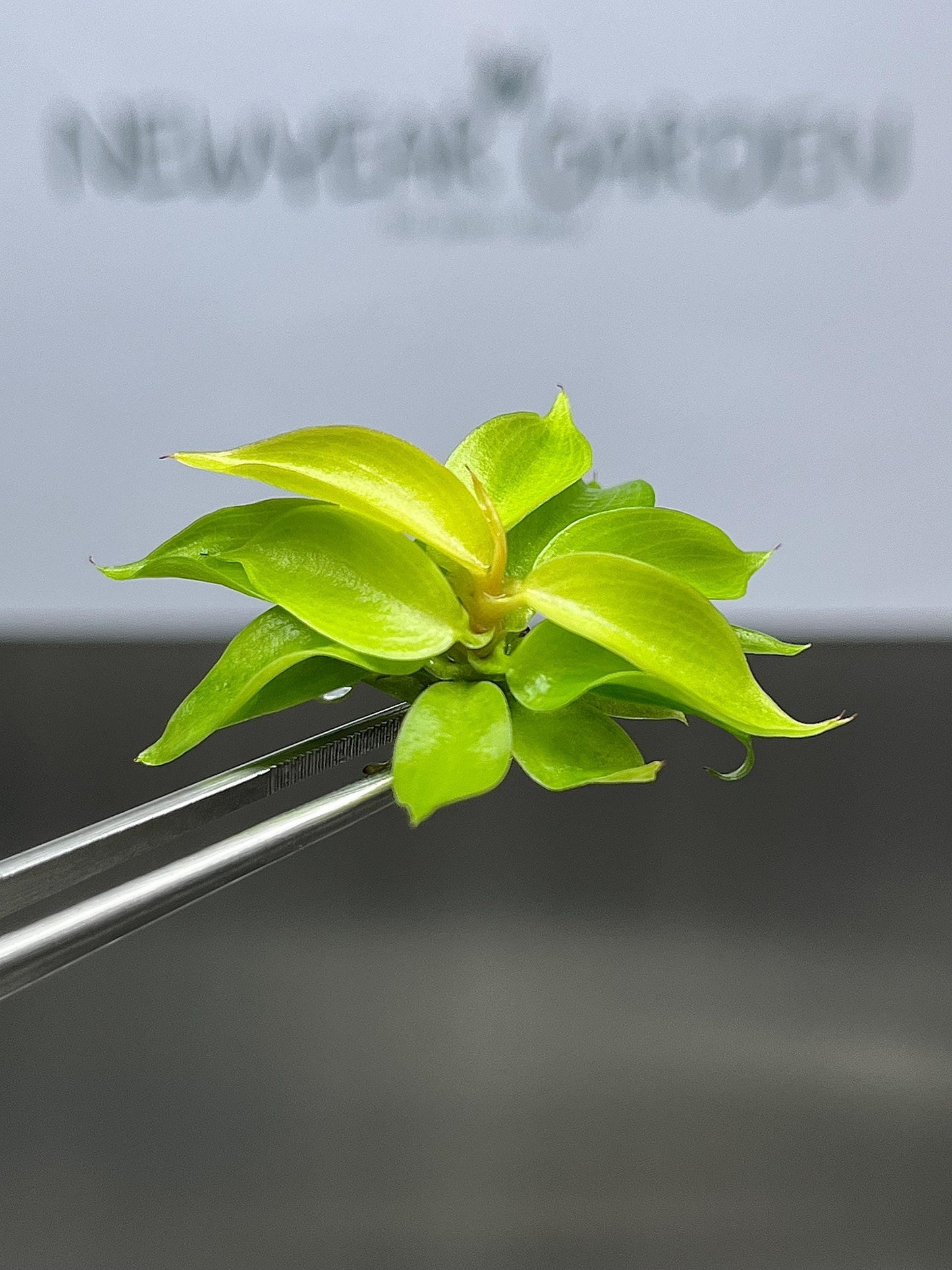 Philodendron Cherry Red Tissue Culture (5 items/bag)