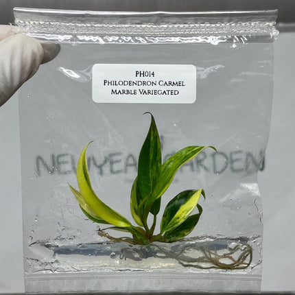 Philodendron Caramel Marble Variegated Tissue Culture (1 item/bag)