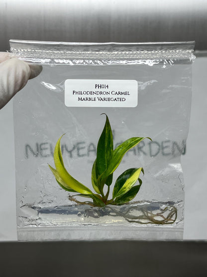 Philodendron Caramel Marble Variegated Tissue Culture (1 item/bag)