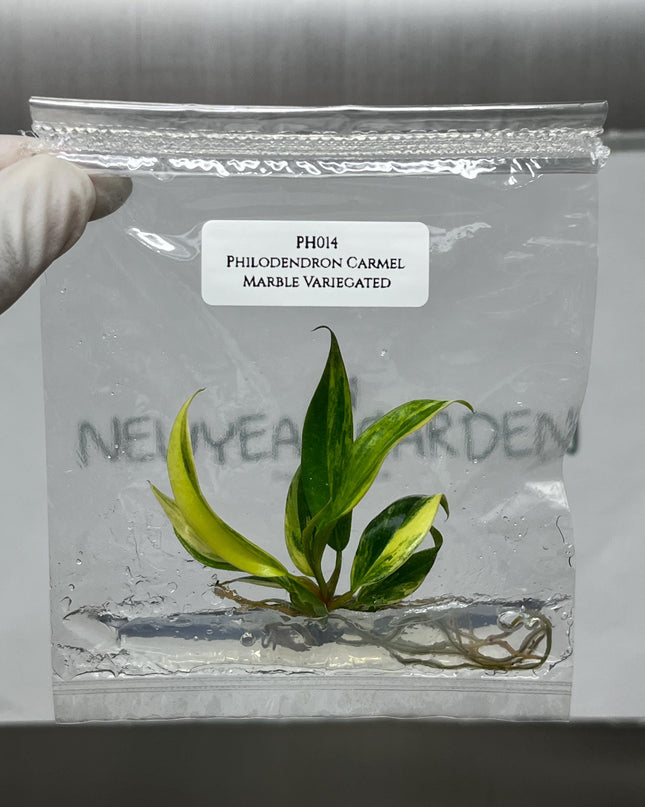 Philodendron Caramel Marble Variegated Tissue Culture (1 item/bag)