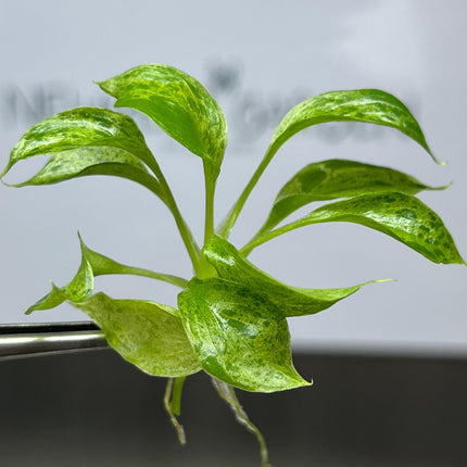 Philodendron Paraiso Verde Tissue Culture (5 items/bag)