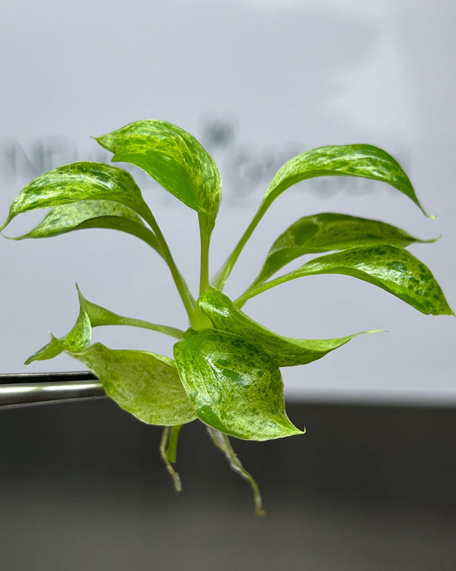Philodendron Paraiso Verde Tissue Culture (5 items/bag)