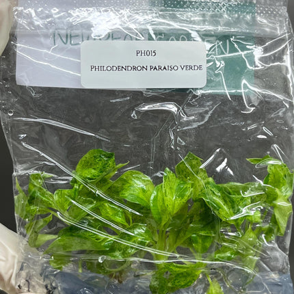 Philodendron Paraiso Verde Tissue Culture (5 items/bag)
