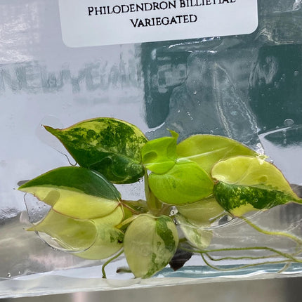 Philodendron Billietiae Variegated Tissue Culture (1 item/bag)