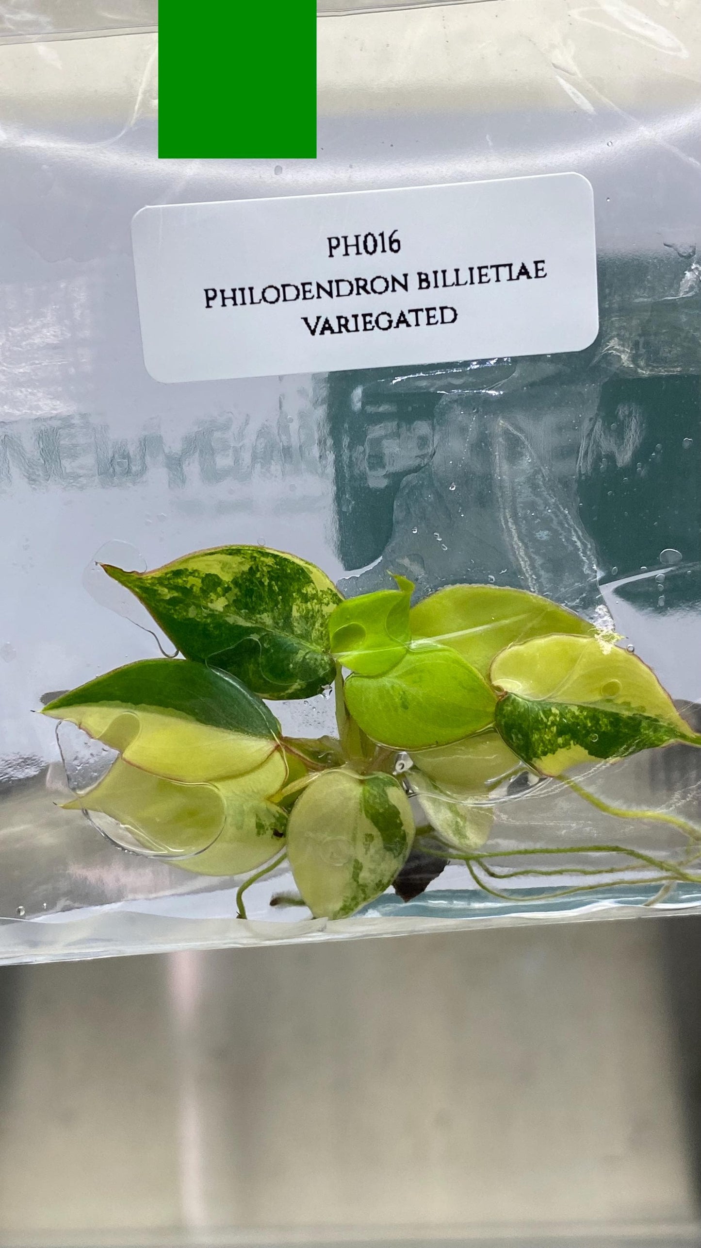 Philodendron Billietiae Variegated Tissue Culture (1 item/bag)