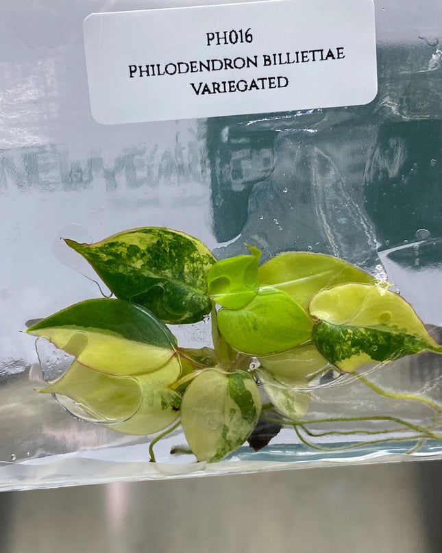 Philodendron Billietiae Variegated Tissue Culture (1 item/bag)