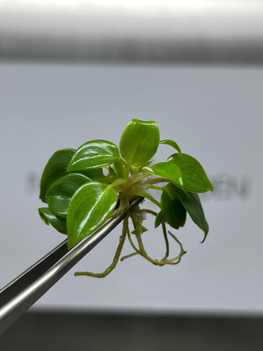 Philodendron Billietiae Tissue Culture (5 items/bag)
