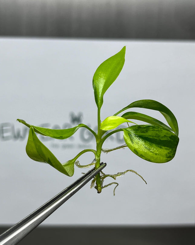 Philodendron Florida Beauty Variegated Tissue Culture (1 item/bag)
