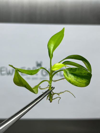 Philodendron Florida Beauty Variegated Tissue Culture (1 item/bag)