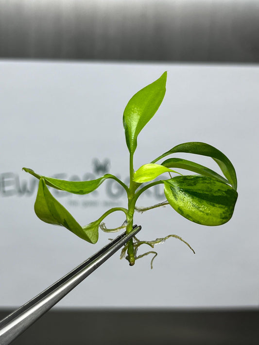 Philodendron Florida Beauty Variegated Tissue Culture (1 item/bag)