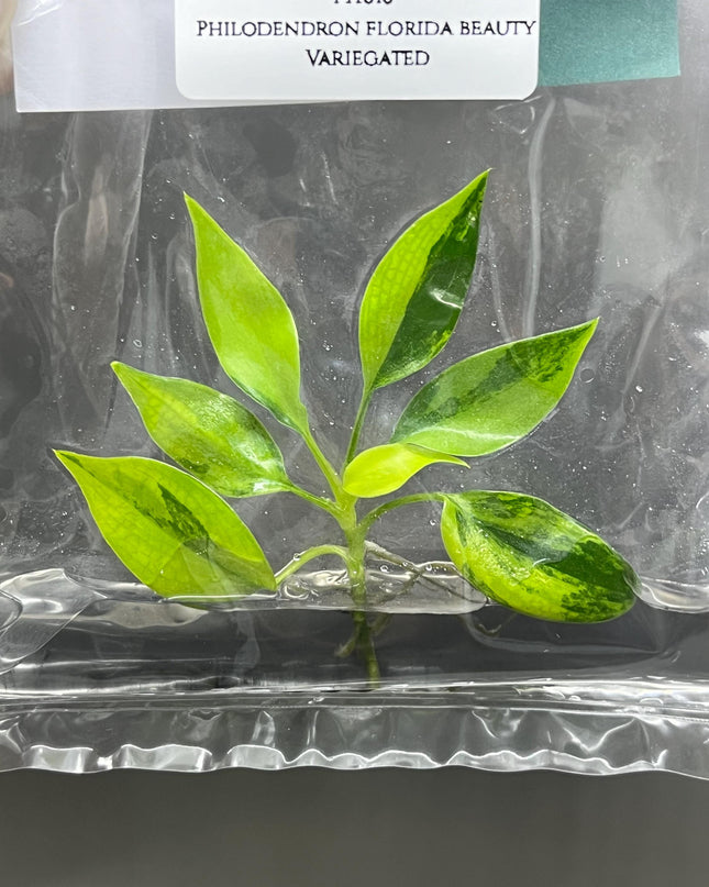 Philodendron Florida Beauty Variegated Tissue Culture (1 item/bag)