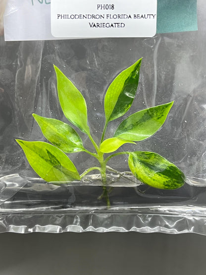 Philodendron Florida Beauty Variegated Tissue Culture (1 item/bag)