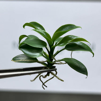 Philodendron Florida Beauty Tissue Culture (5 items/bag)