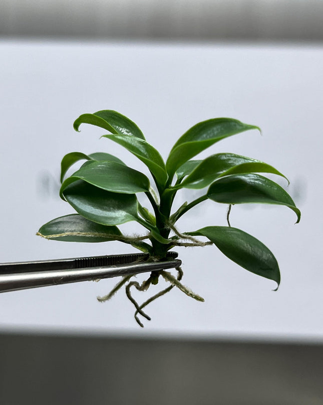 Philodendron Florida Beauty Tissue Culture (5 items/bag)