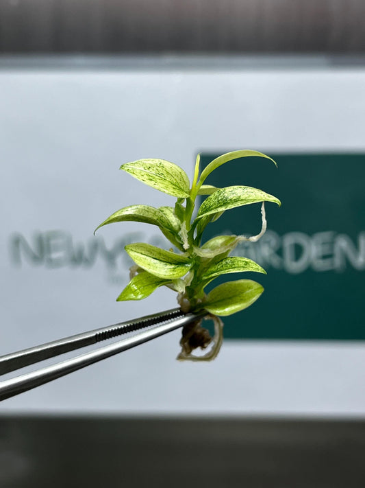 Philodendron Florida Ghost Tissue Culture (5 items/bag)