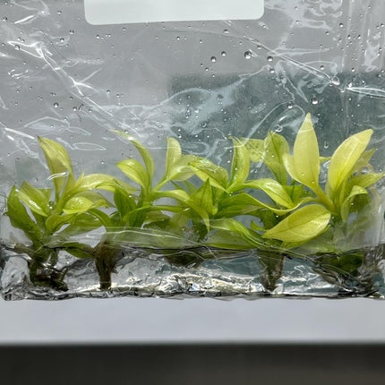 Philodendron Florida Ghost Tissue Culture (5 items/bag)