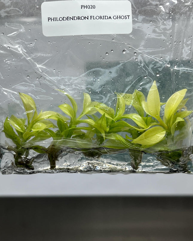 Philodendron Florida Ghost Tissue Culture (5 items/bag)