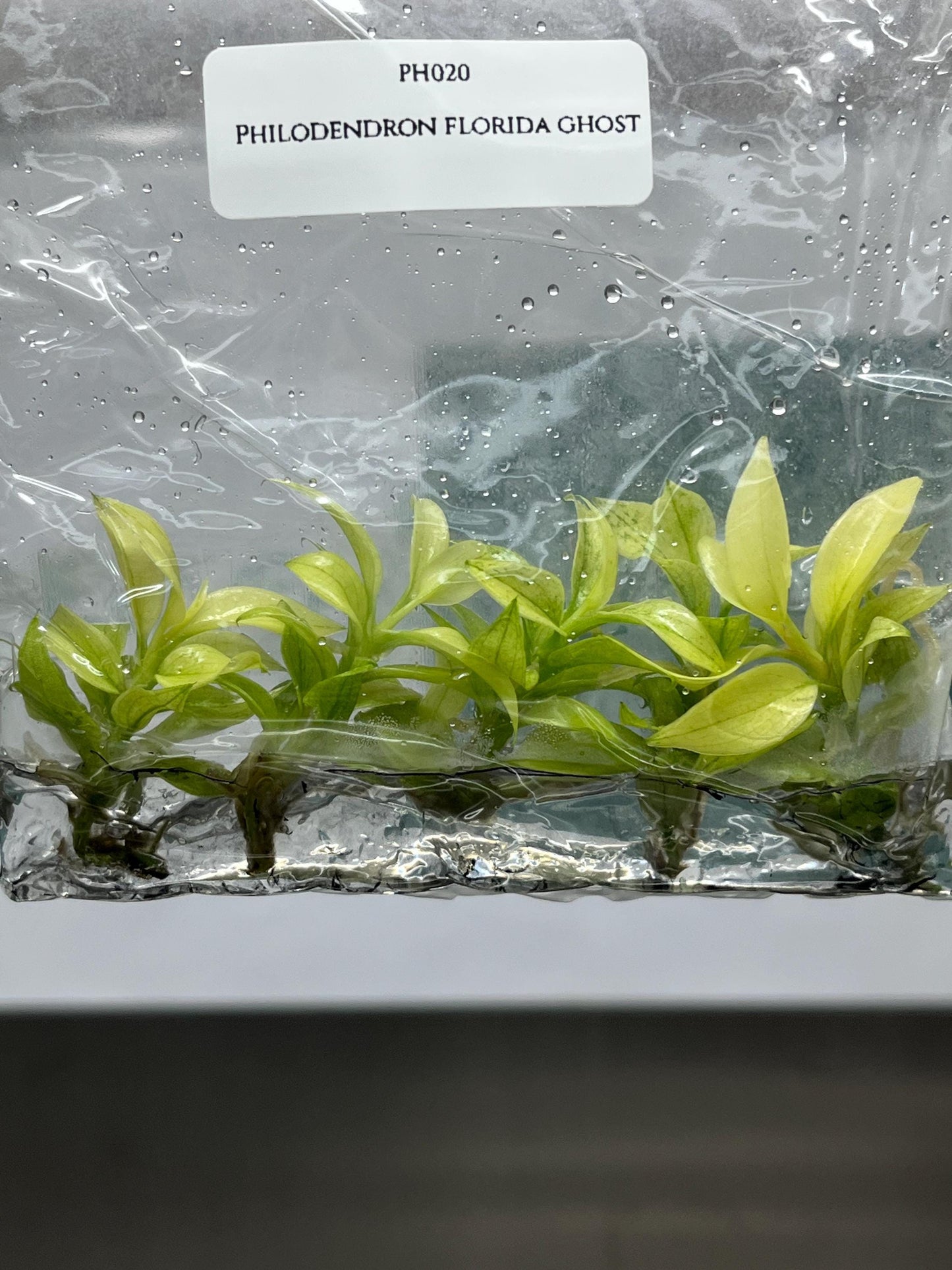 Philodendron Florida Ghost Tissue Culture (5 items/bag)