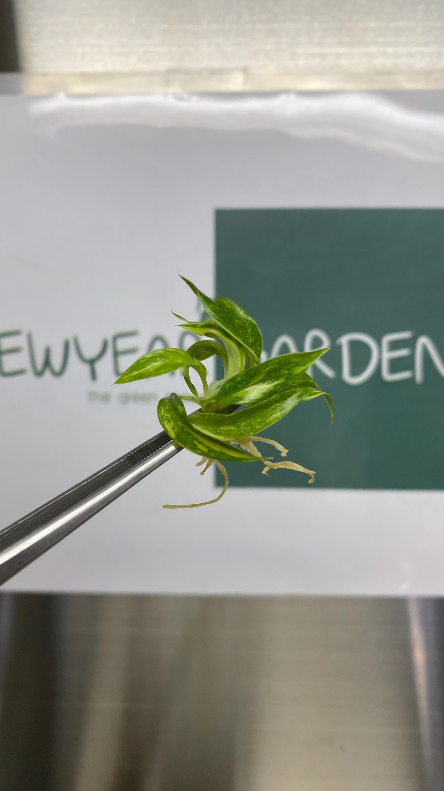 Philodendron Ring of Fire Variegated Tissue Culture (5 items/bag)