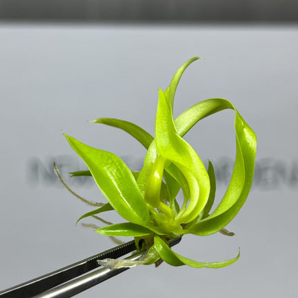 Philodendron Ring of Fire Gold Tissue Culture (5 items/bag)
