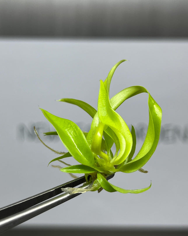 Philodendron Ring of Fire Gold Tissue Culture (5 items/bag)