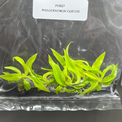 Philodendron Ring of Fire Gold Tissue Culture (5 items/bag)