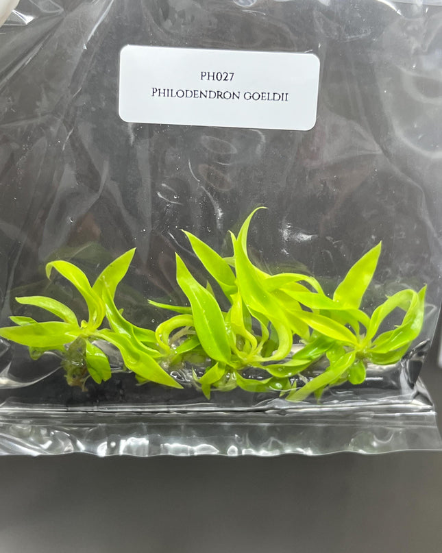 Philodendron Ring of Fire Gold Tissue Culture (5 items/bag)