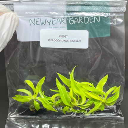 Philodendron Ring of Fire Gold Tissue Culture (5 items/bag)