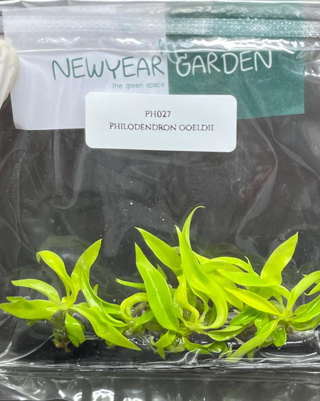 Philodendron Ring of Fire Gold Tissue Culture (5 items/bag)