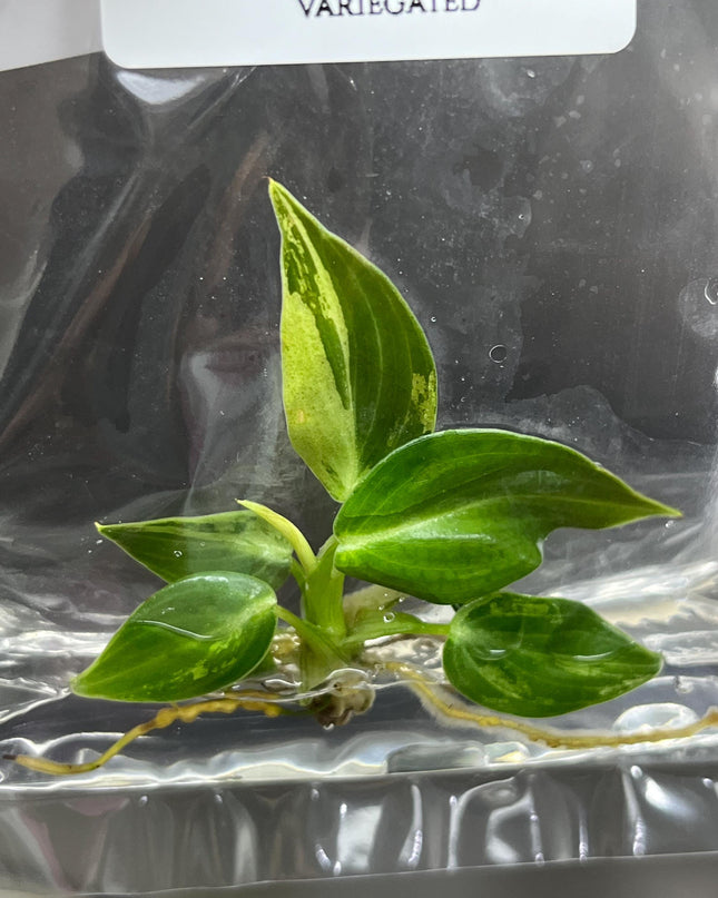 Philodendron Melanochrysum Variegated Tissue Culture (1 item/bag)
