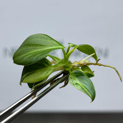 Philodendron Melanochrysum Variegated Tissue Culture (1 item/bag)