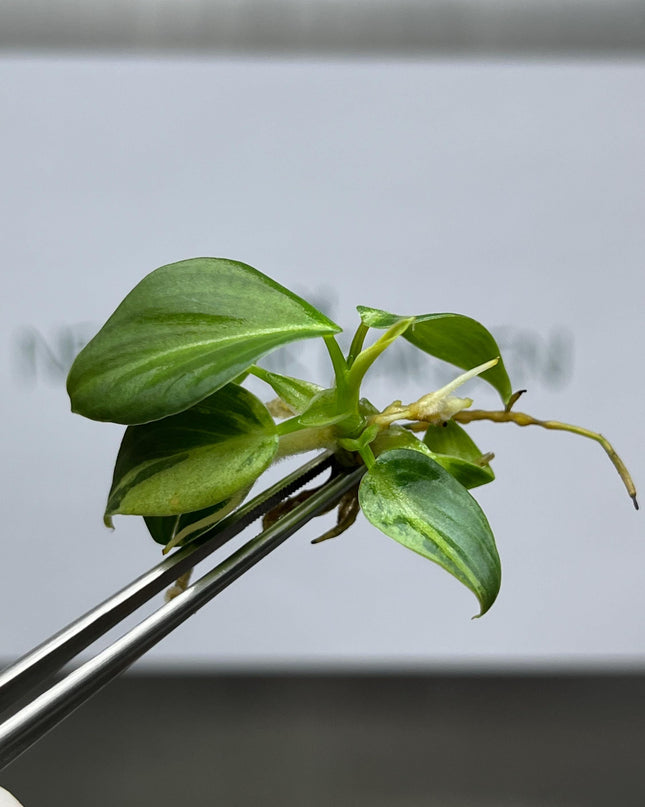 Philodendron Melanochrysum Variegated Tissue Culture (1 item/bag)