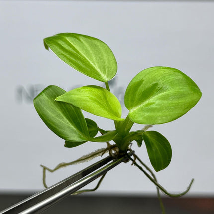 Philodendron Melanochrysum Tissue Culture (5 items/bag)