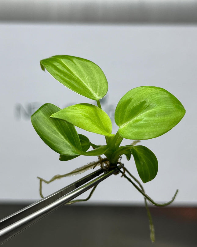 Philodendron Melanochrysum Tissue Culture (5 items/bag)
