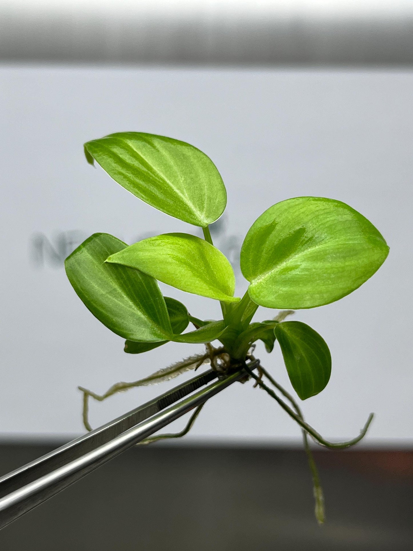 Philodendron Melanochrysum Tissue Culture (5 items/bag)