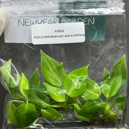 Philodendron Melanochrysum Tissue Culture (5 items/bag)