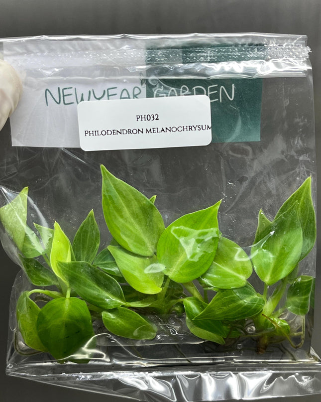 Philodendron Melanochrysum Tissue Culture (5 items/bag)