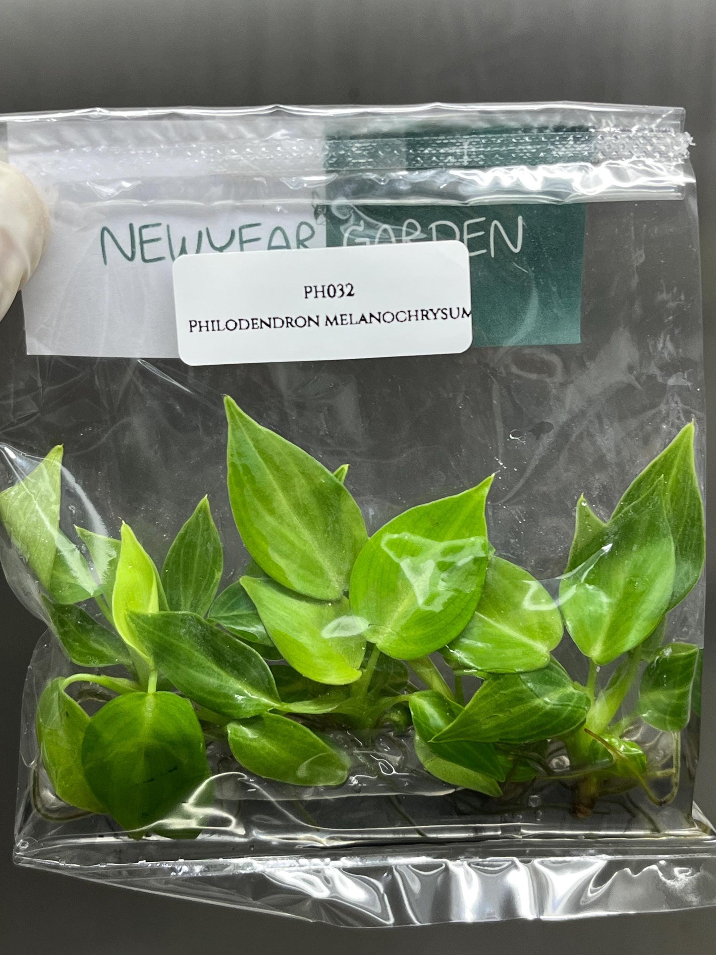 Philodendron Melanochrysum Tissue Culture (5 items/bag)