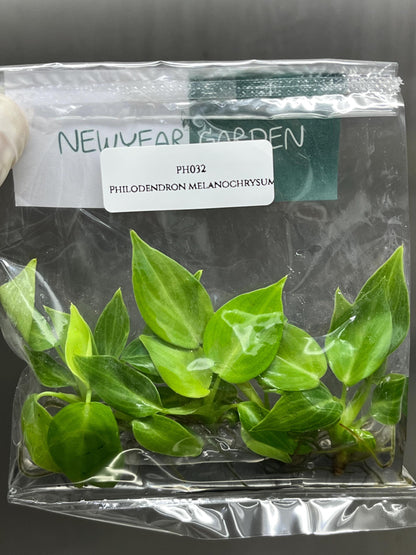 Philodendron Melanochrysum Tissue Culture (5 items/bag)